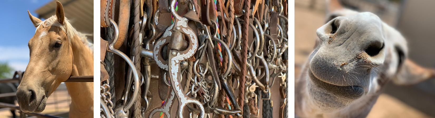 Stables at Tamaya