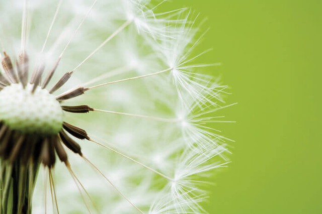 Clock Dandelion